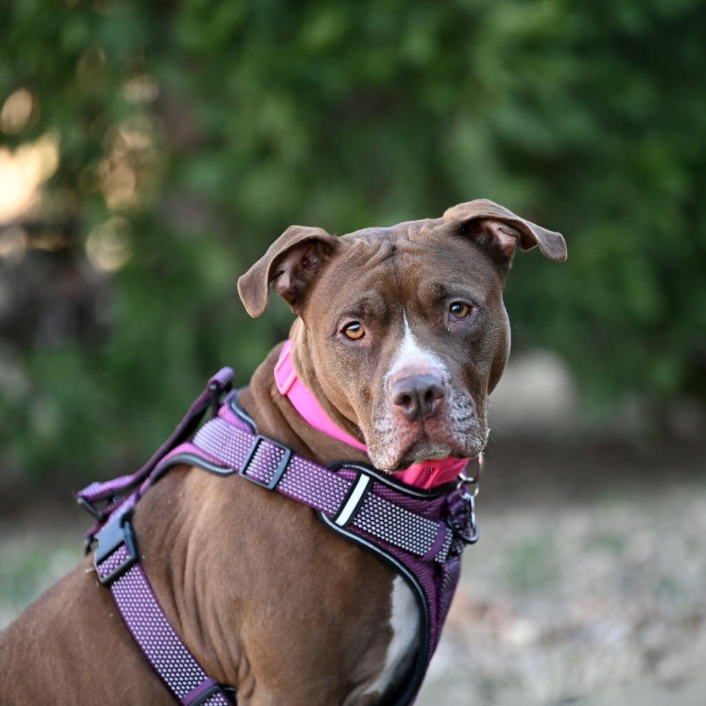 Coco, a Adoptable Pit Bull Terrier in Wichita, KS image 3/6