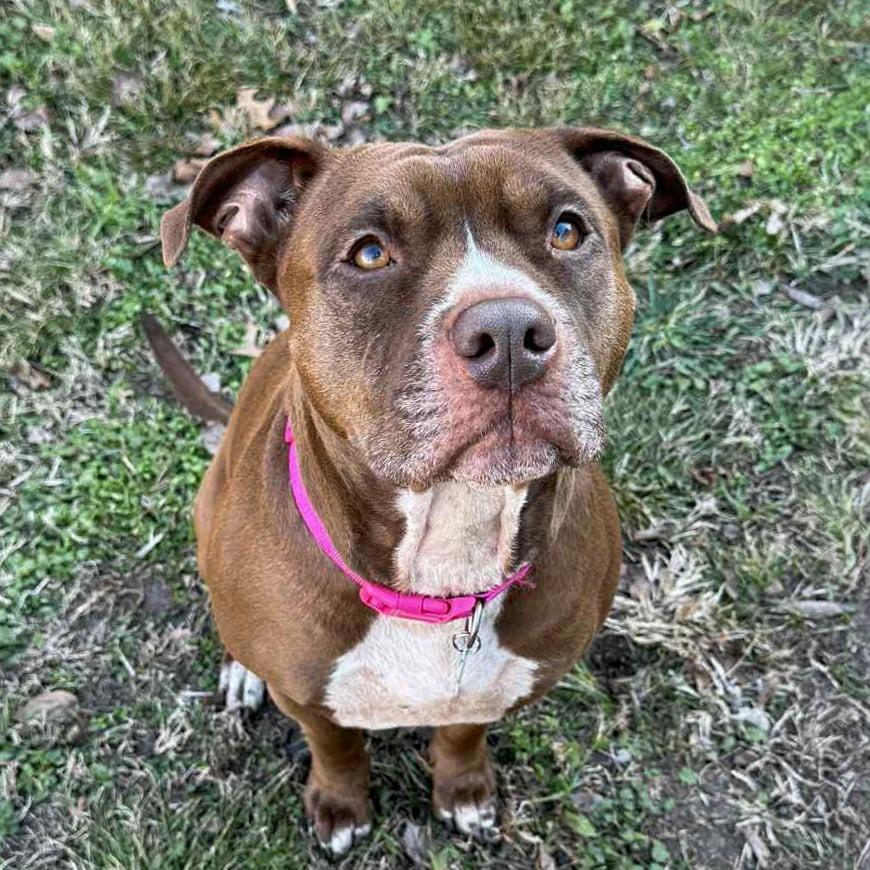 Coco, a Adoptable Pit Bull Terrier in Wichita, KS image 4/6