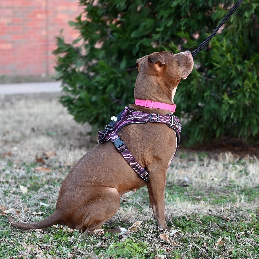 Coco, a Adoptable Pit Bull Terrier in Wichita, KS image 6/6