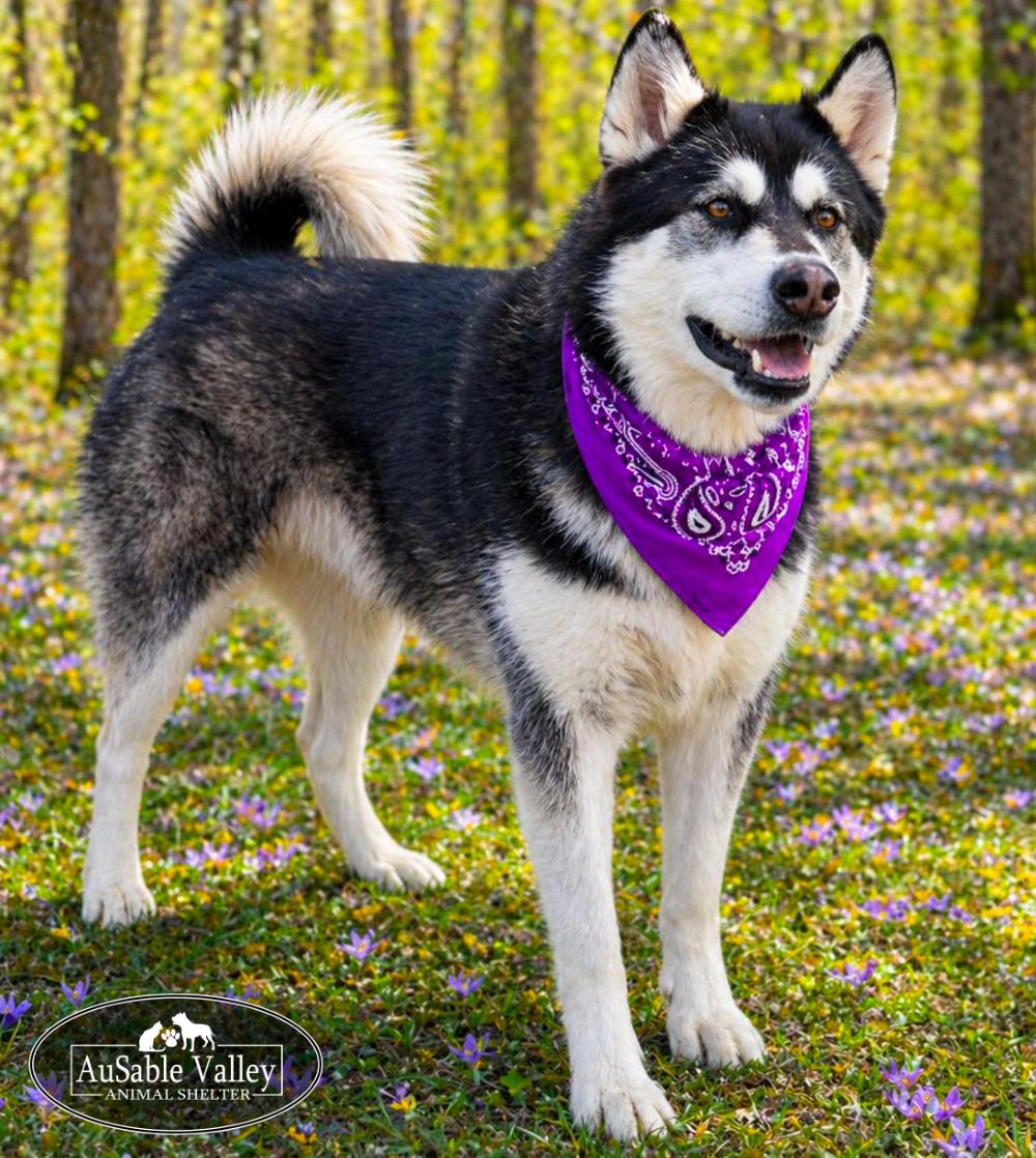 Skylar, an adoptable Alaskan Malamute in Grayling, MI image 6/6