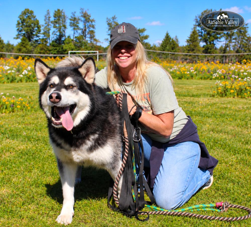 Enlarge Skylar, a Adoptable Alaskan Malamute in Grayling, MI image 2/6