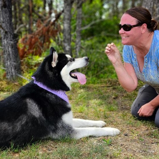 Skylar, an adoptable Alaskan Malamute in Grayling, MI, 49738 | Photo Image 2