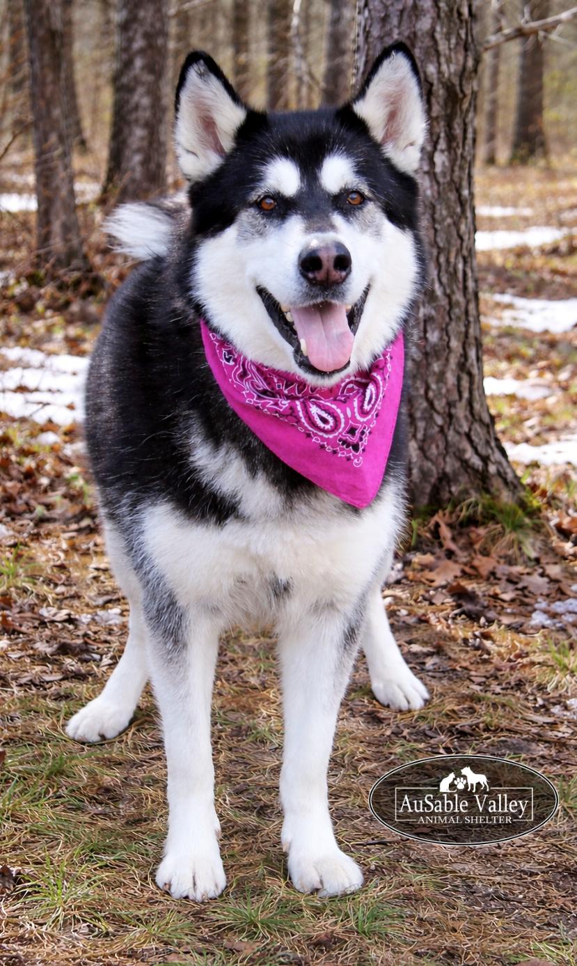 Enlarge Skylar, an adoptable Alaskan Malamute in Grayling, MI image 2/6