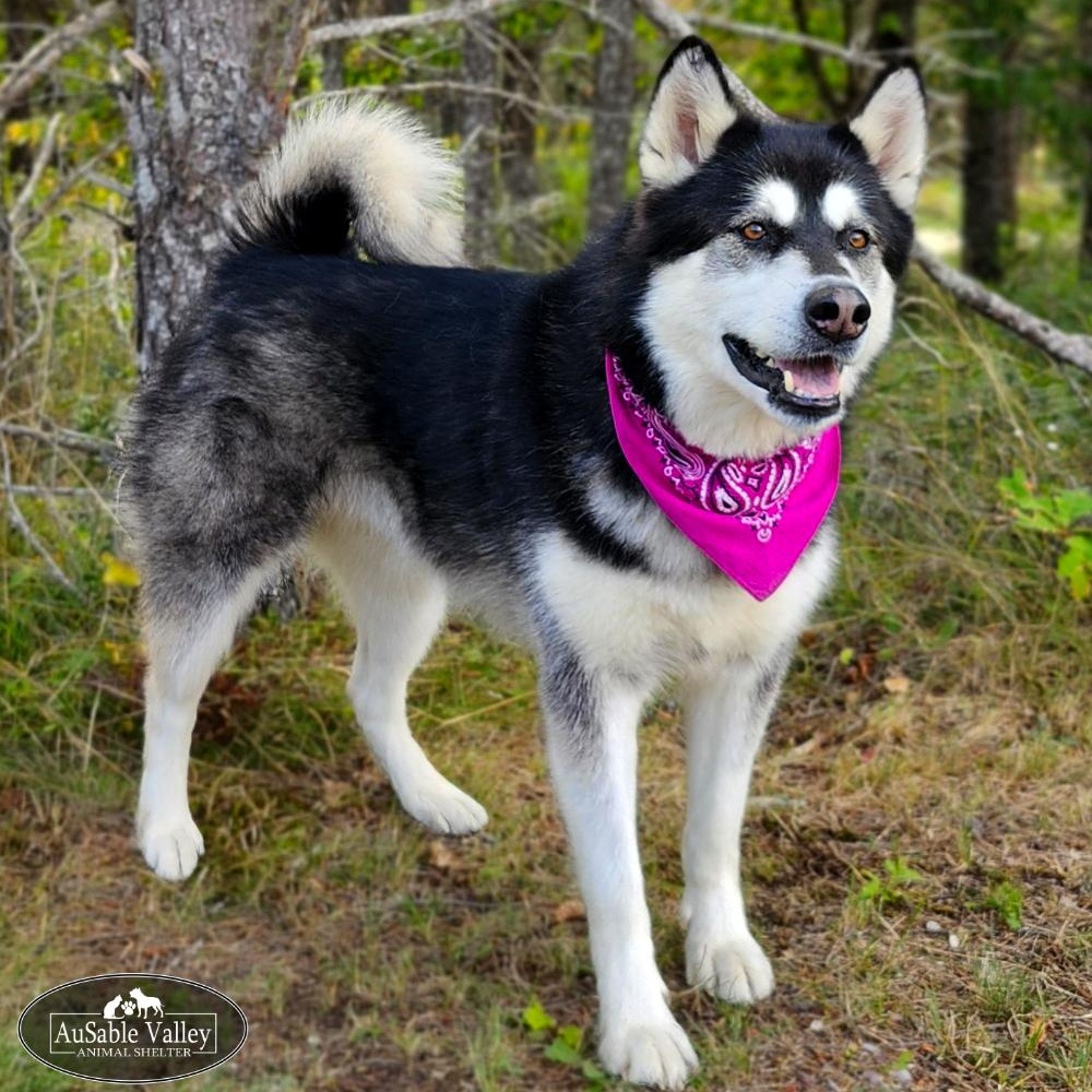 Skylar, an adoptable Alaskan Malamute in Grayling, MI, 49738 | Photo Image 1