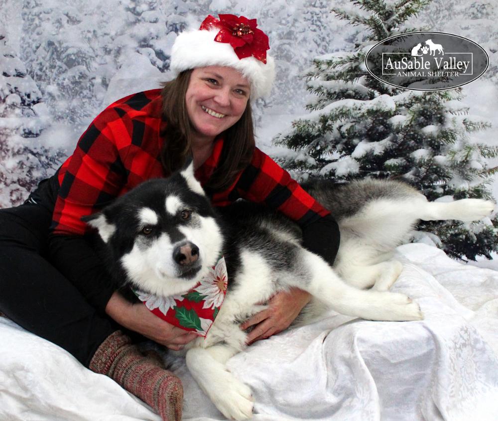 Skylar, a Adoptable Alaskan Malamute in Grayling, MI image 1/6