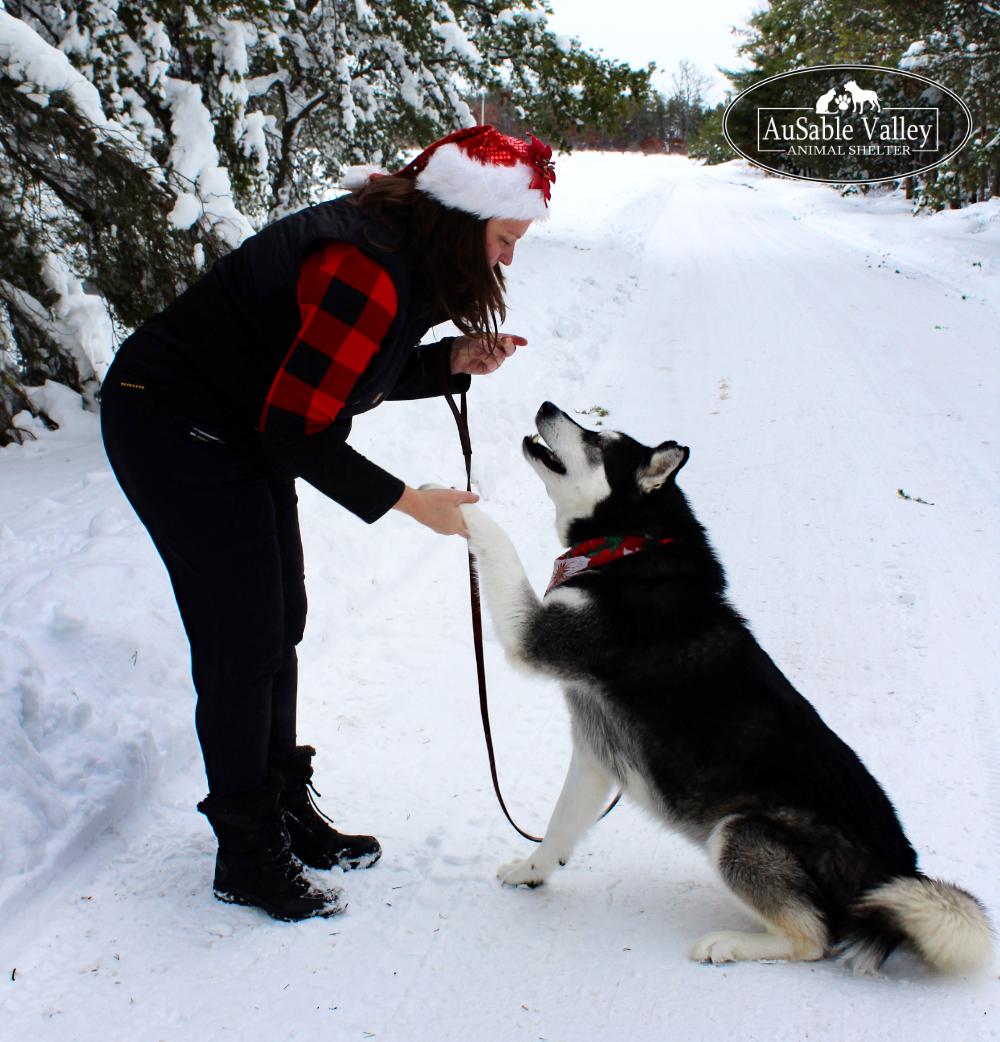 Skylar, a Adoptable Alaskan Malamute in Grayling, MI image 2/6
