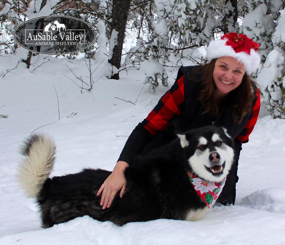Skylar, a Adoptable Alaskan Malamute in Grayling, MI image 3/6