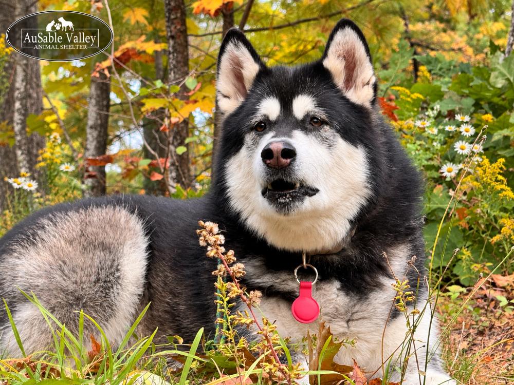 Enlarge Skylar, a Adoptable Alaskan Malamute in Grayling, MI image 1/6