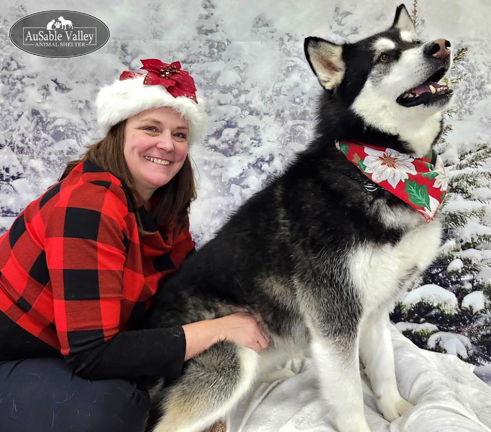 Skylar, a Adoptable Alaskan Malamute in Grayling, MI image 4/6