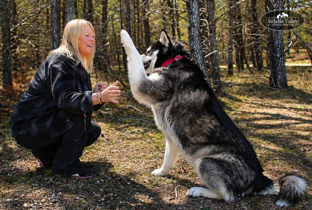 Skylar, an adoptable Alaskan Malamute in Grayling, MI image 4/6