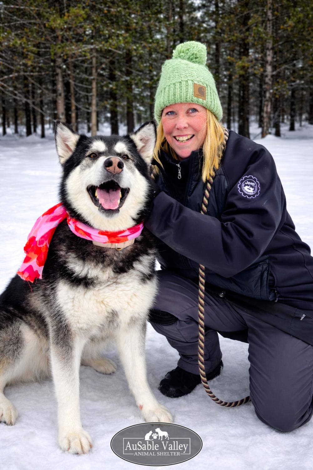 Enlarge Skylar, a Adoptable Alaskan Malamute in Grayling, MI image 2/6