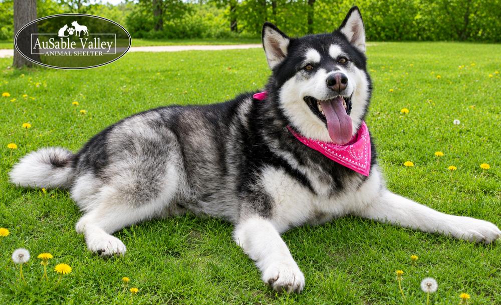 Enlarge Skylar, an adoptable Alaskan Malamute in Grayling, MI image 6/6
