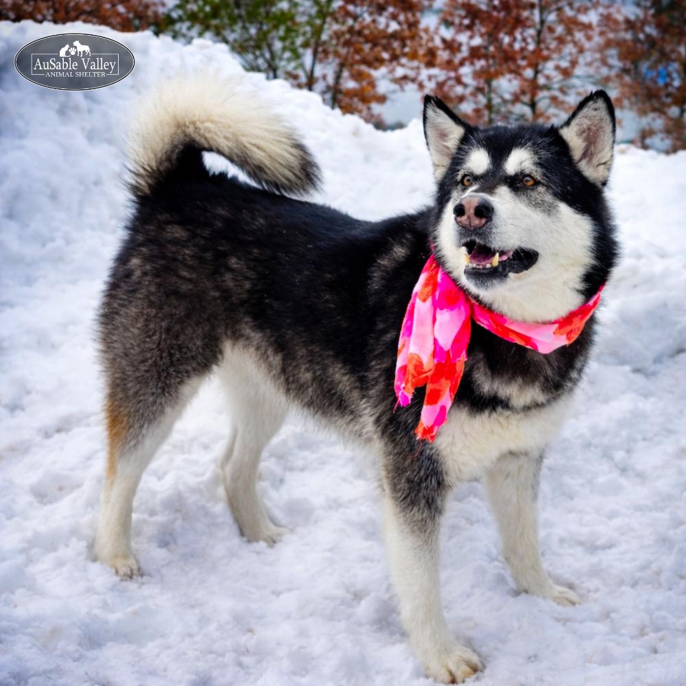 Enlarge Skylar, a Adoptable Alaskan Malamute in Grayling, MI image 6/6