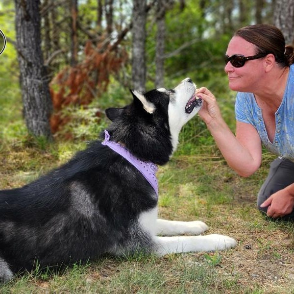 Skylar, an adoptable Alaskan Malamute in Grayling, MI, 49738 | Photo Image 3