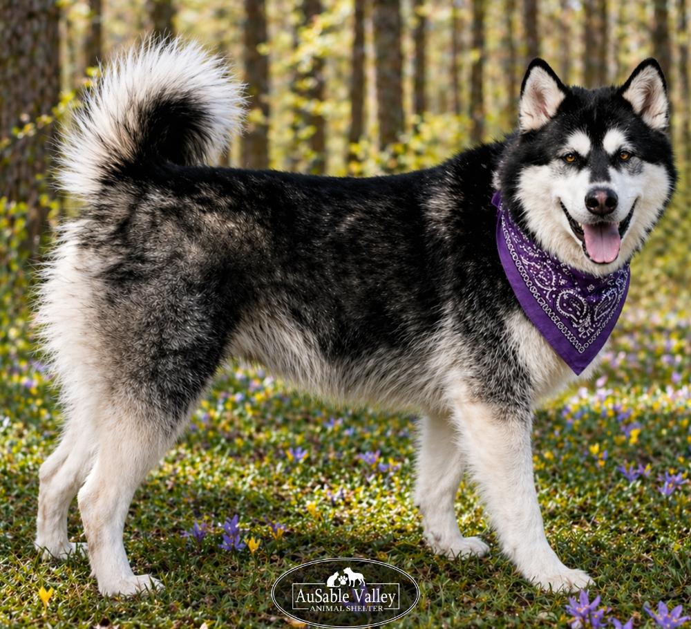 Skylar, adoptable, Adult Female Alaskan Malamute.