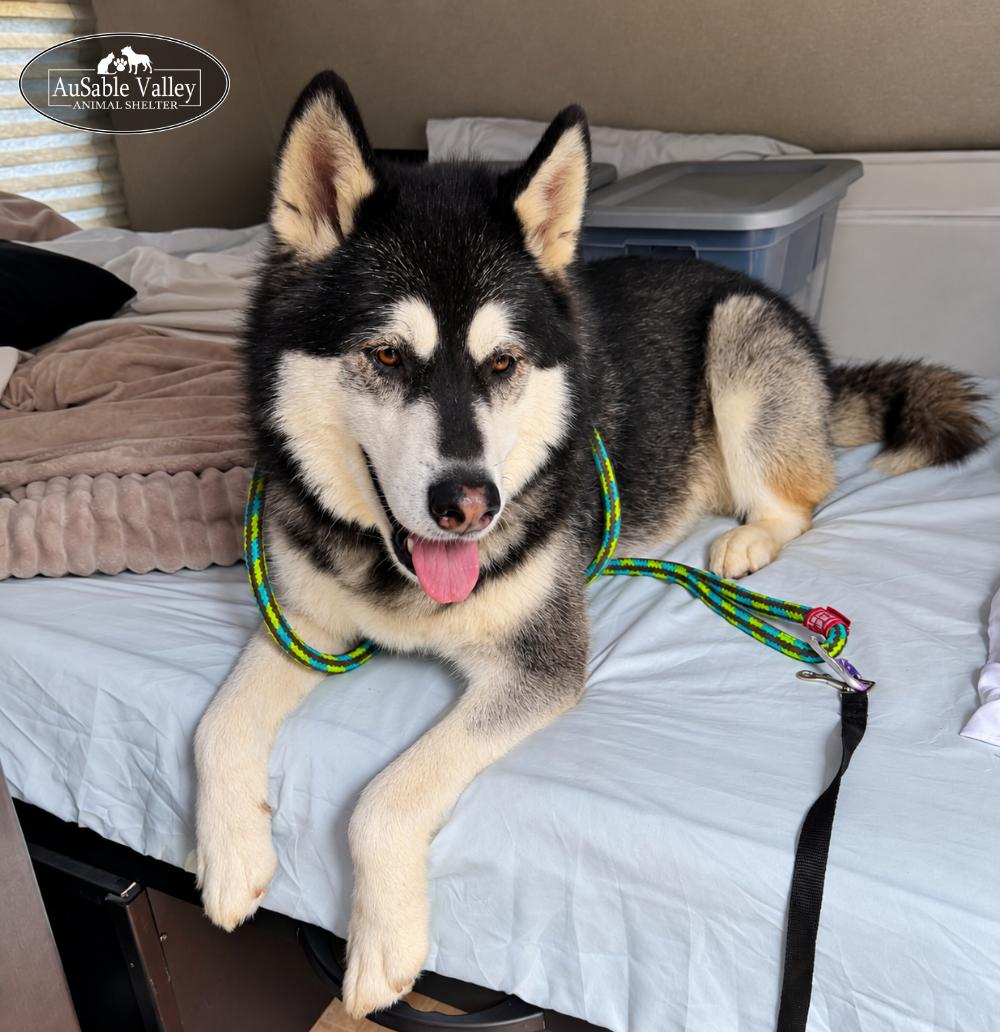Enlarge Skylar, a Adoptable Alaskan Malamute in Grayling, MI image 3/6