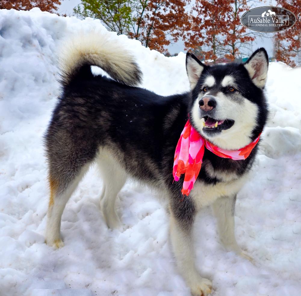 Skylar, Adoptable, Adult Female Alaskan Malamute.