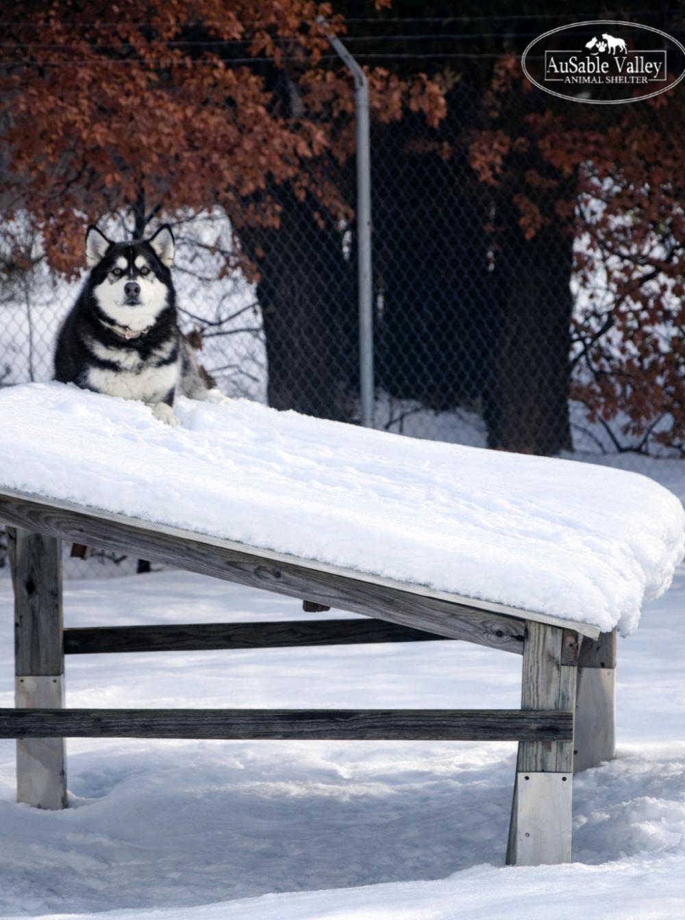 Enlarge Skylar, a Adoptable Alaskan Malamute in Grayling, MI image 5/6