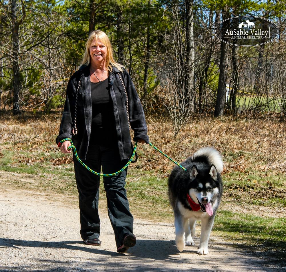 Skylar, an adoptable Alaskan Malamute in Grayling, MI image 5/6