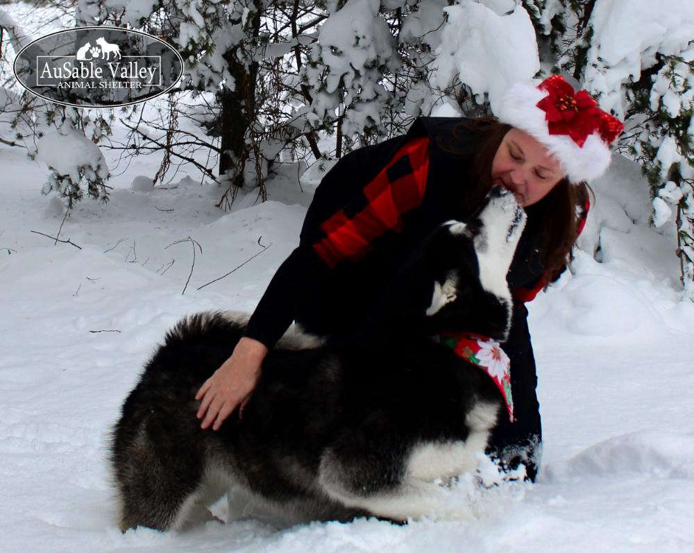 Skylar, Adoptable, Adult Female Alaskan Malamute.