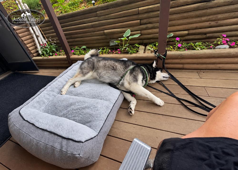 Enlarge Skylar, a Adoptable Alaskan Malamute in Grayling, MI image 2/6