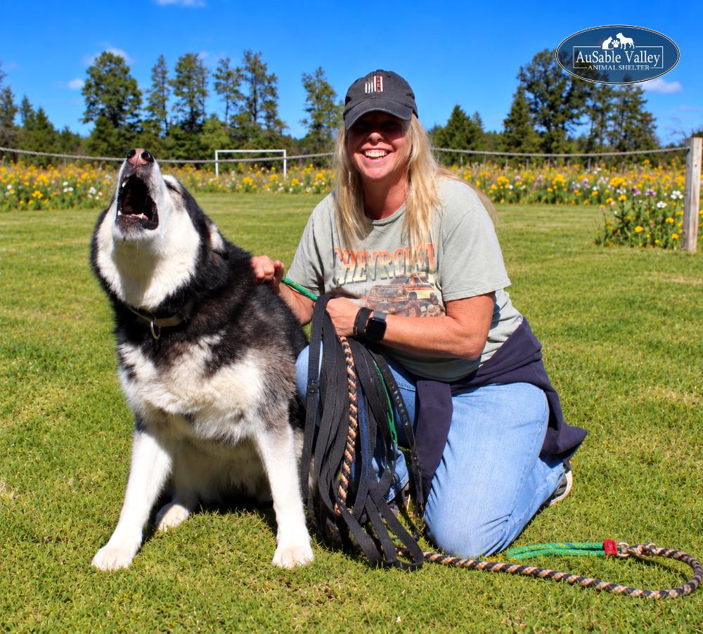 Enlarge Skylar, a Adoptable Alaskan Malamute in Grayling, MI image 3/6