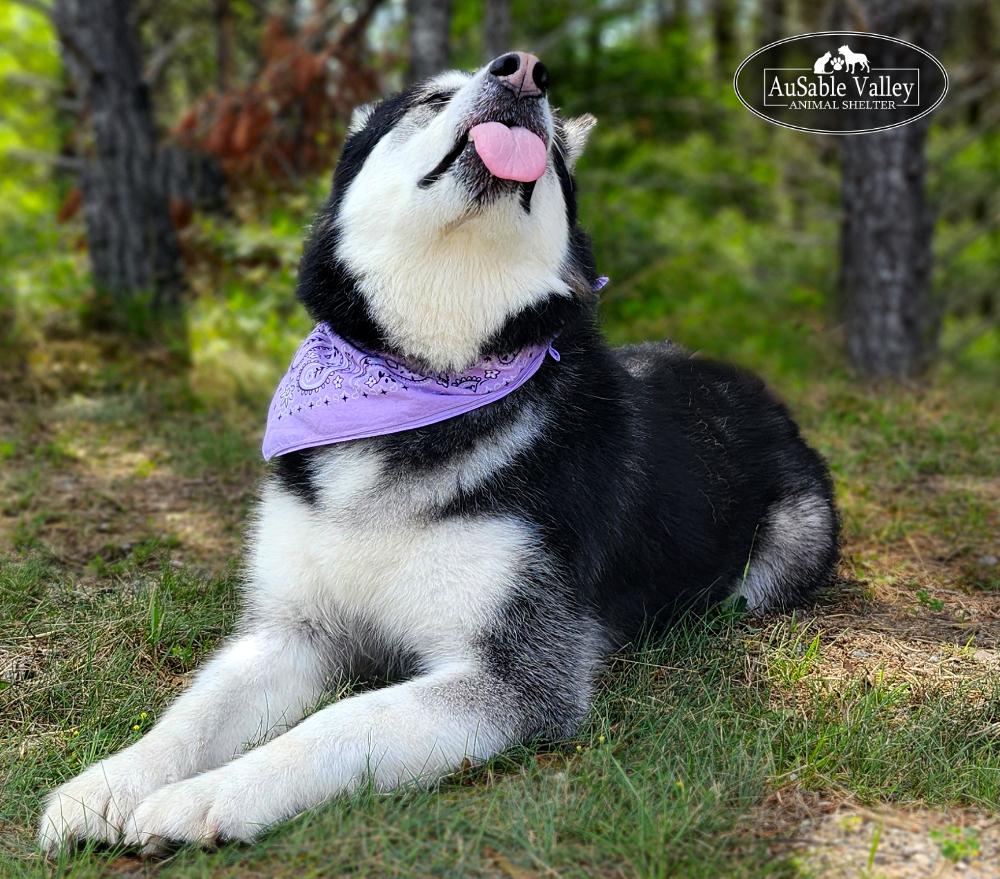 Skylar, an adoptable Alaskan Malamute in Grayling, MI, 49738 | Photo Image 5