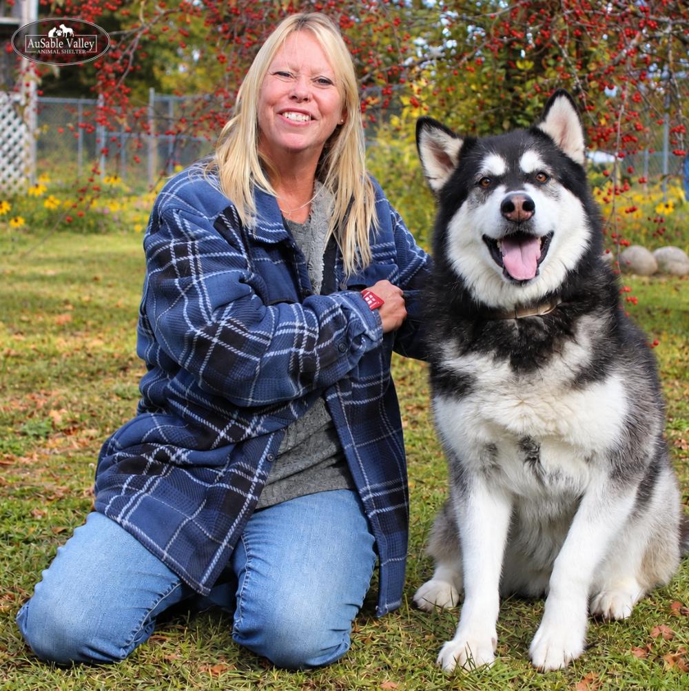 Enlarge Skylar, a Adoptable Alaskan Malamute in Grayling, MI image 4/6