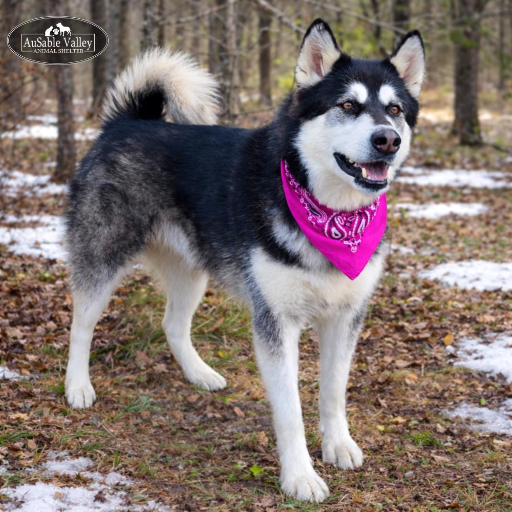 Enlarge Skylar, an adoptable Alaskan Malamute in Grayling, MI image 3/6