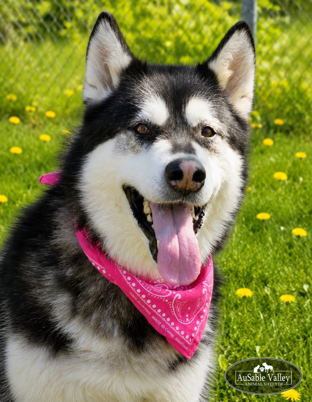 Enlarge Skylar, an adoptable Alaskan Malamute in Grayling, MI image 1/6
