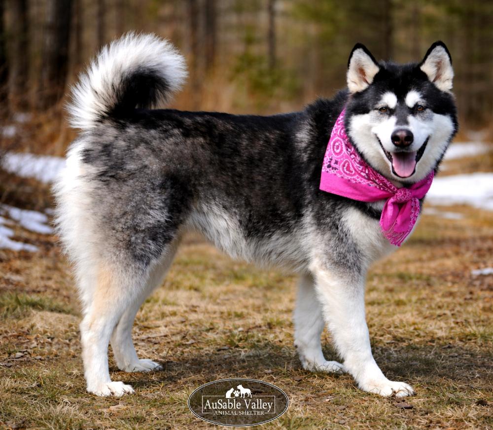 Enlarge Skylar, an adoptable Alaskan Malamute in Grayling, MI image 1/6