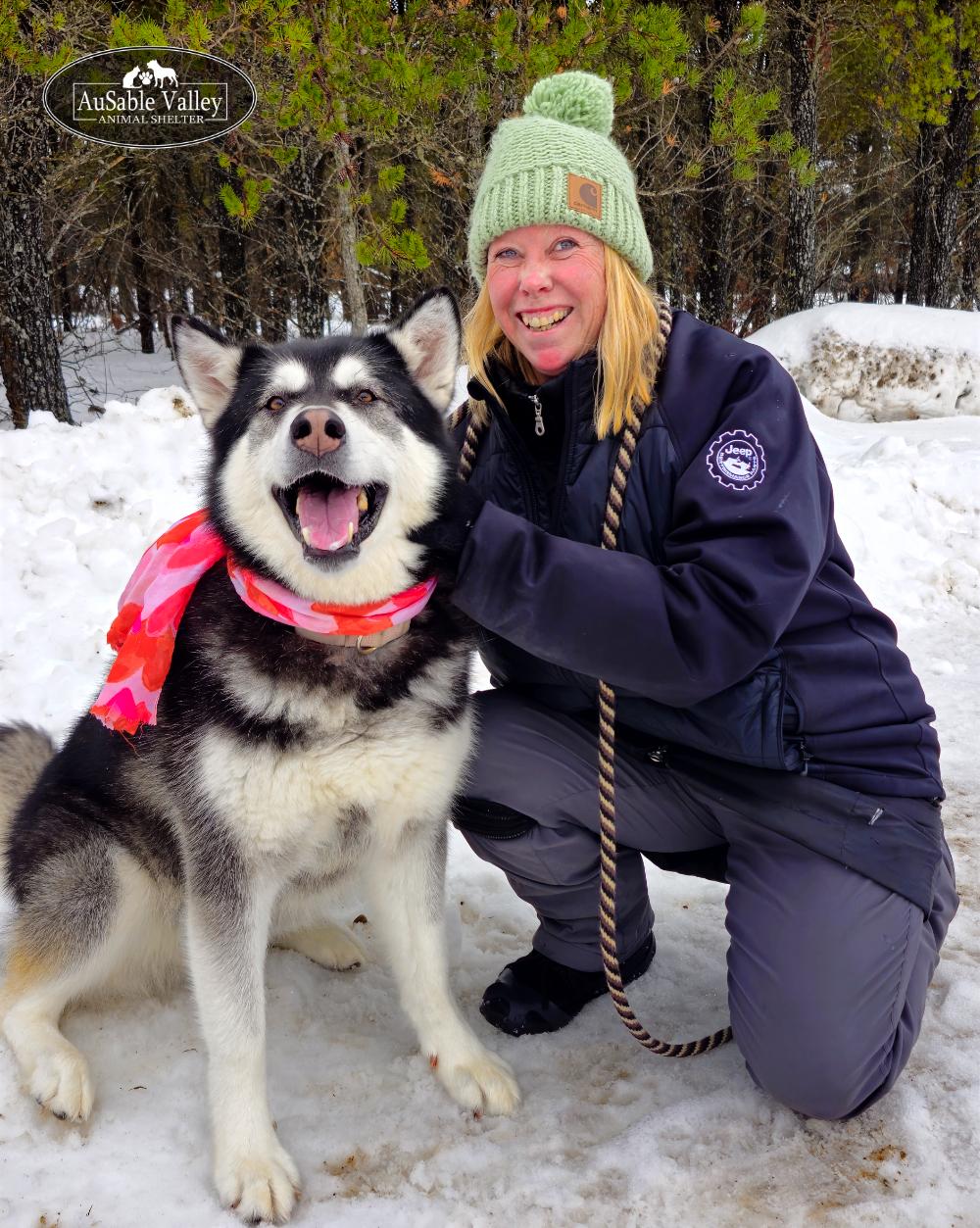 Skylar, Adoptable, Adult Female Alaskan Malamute.