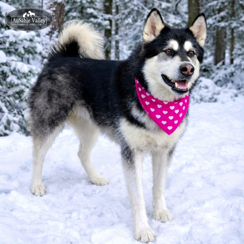 Enlarge Skylar, a Adoptable Alaskan Malamute in Grayling, MI image 1/6