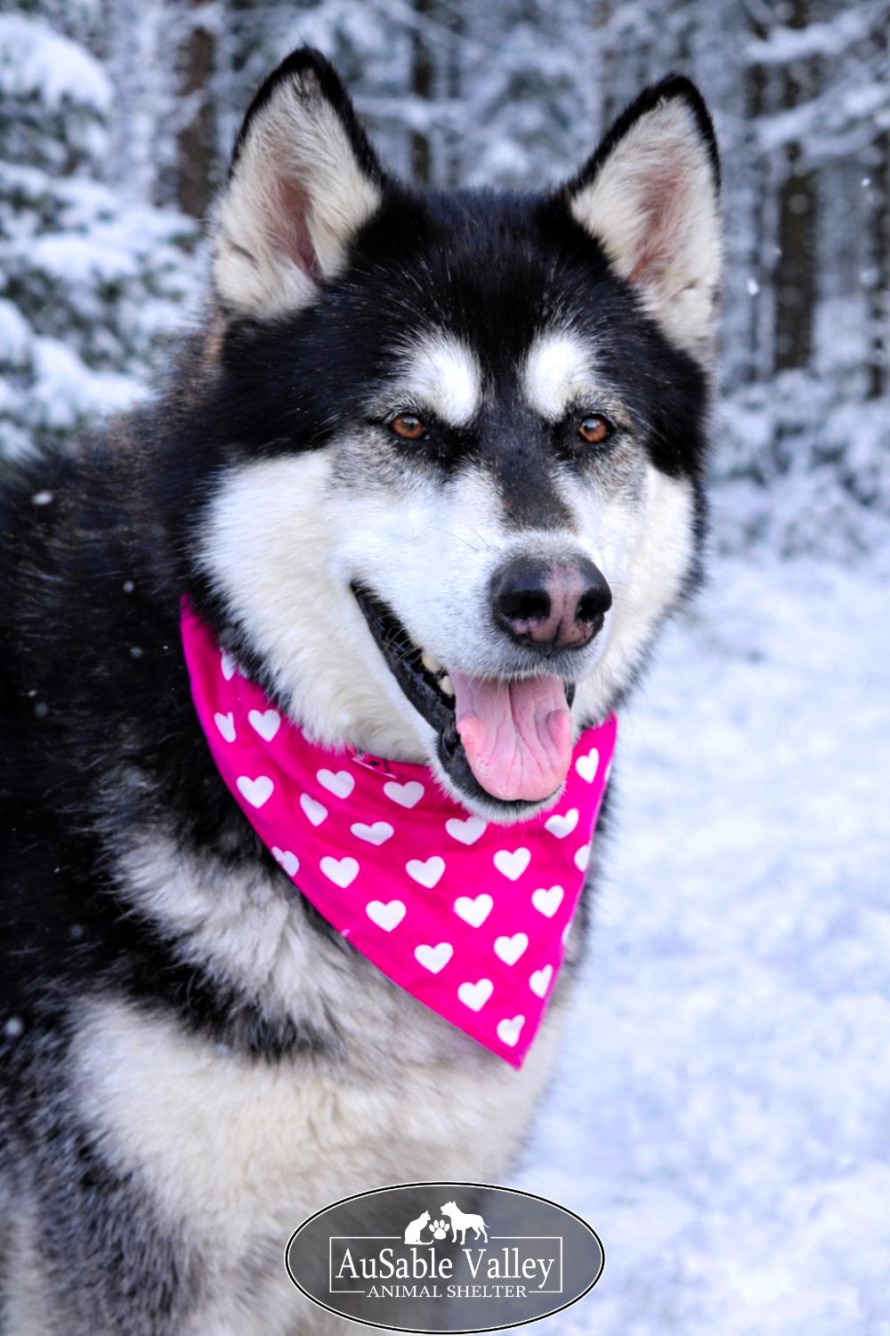 Enlarge Skylar, a Adoptable Alaskan Malamute in Grayling, MI image 4/6