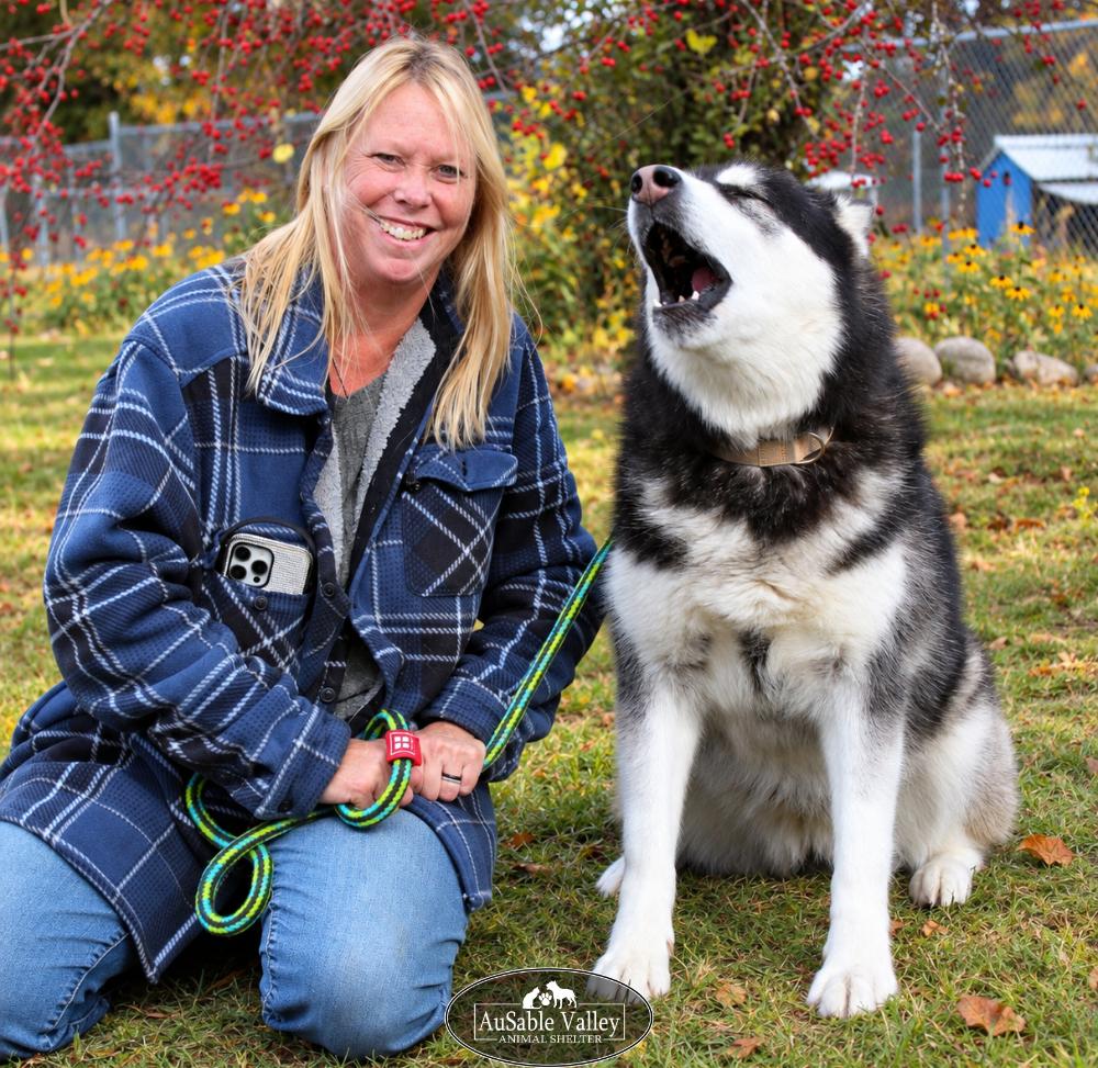 Enlarge Skylar, a Adoptable Alaskan Malamute in Grayling, MI image 5/6