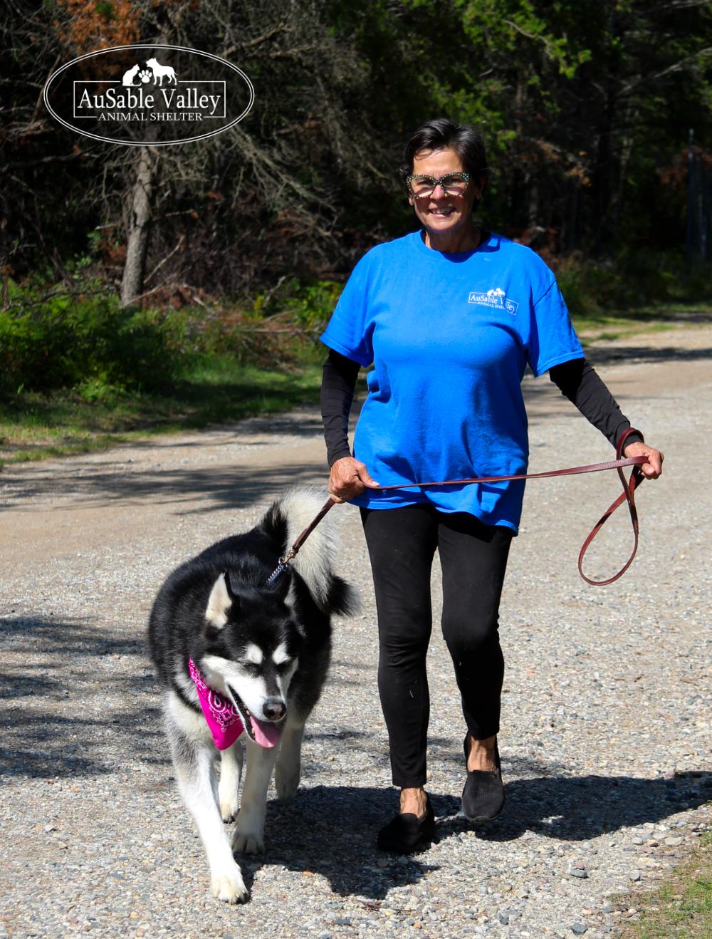 Skylar, an adoptable Alaskan Malamute in Grayling, MI, 49738 | Photo Image 2