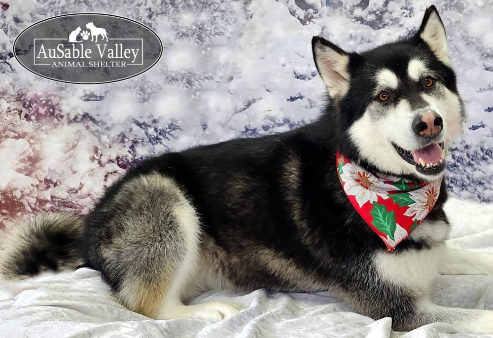 Skylar, a Adoptable Alaskan Malamute in Grayling, MI image 6/6