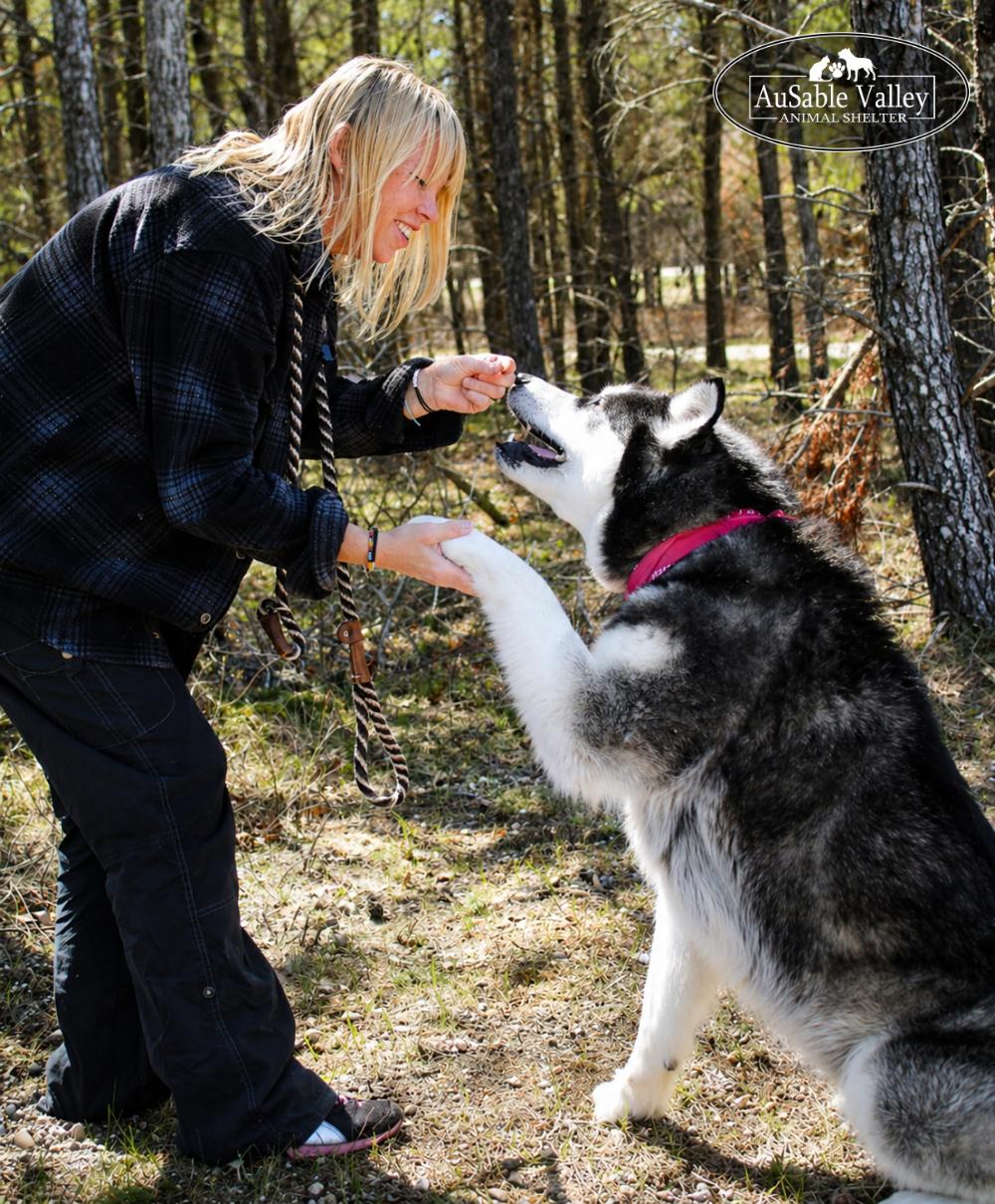 Skylar, an adoptable Alaskan Malamute in Grayling, MI image 3/6
