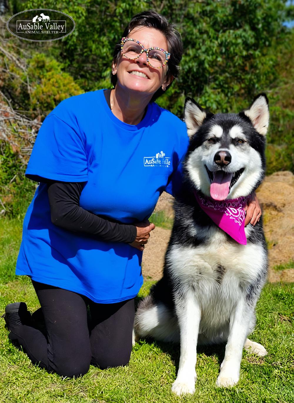 Skylar, an adoptable Alaskan Malamute in Grayling, MI, 49738 | Photo Image 3