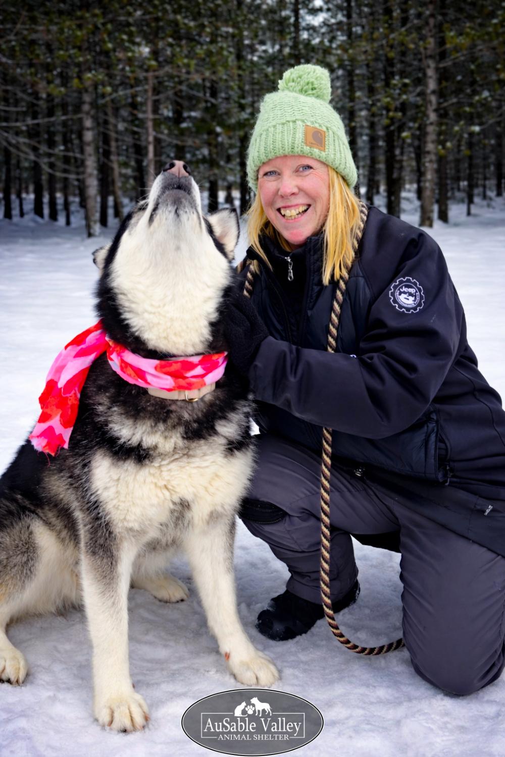 Enlarge Skylar, a Adoptable Alaskan Malamute in Grayling, MI image 3/6