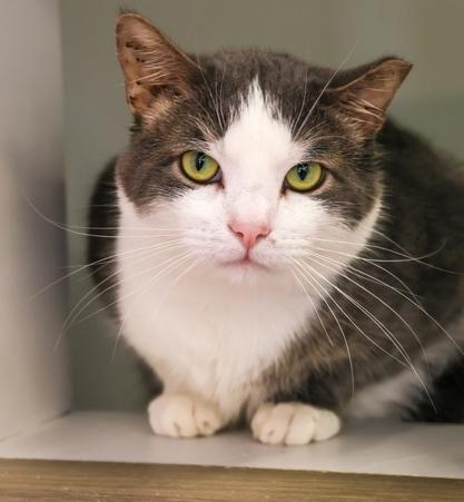 **Cat Cafe** Henry, Adoptable, Adult Male Domestic Short Hair.