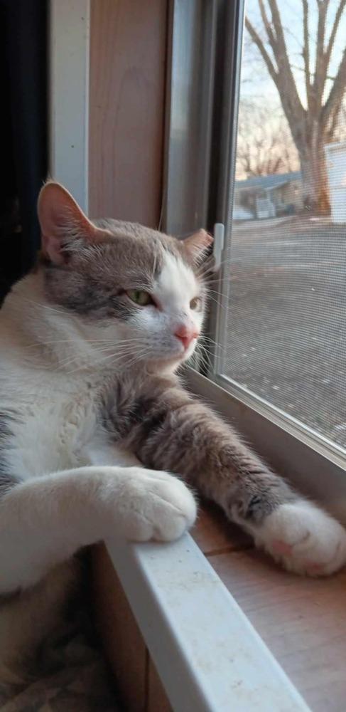 **Cat Cafe** Henry, a Adoptable Domestic Short Hair in Topeka, KS image 2/3