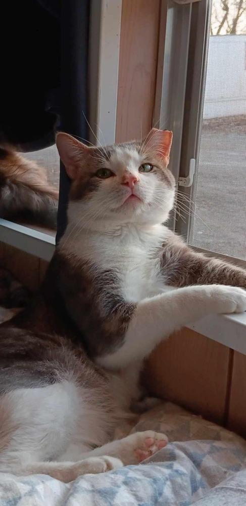 **Cat Cafe** Henry, a Adoptable Domestic Short Hair in Topeka, KS image 3/3