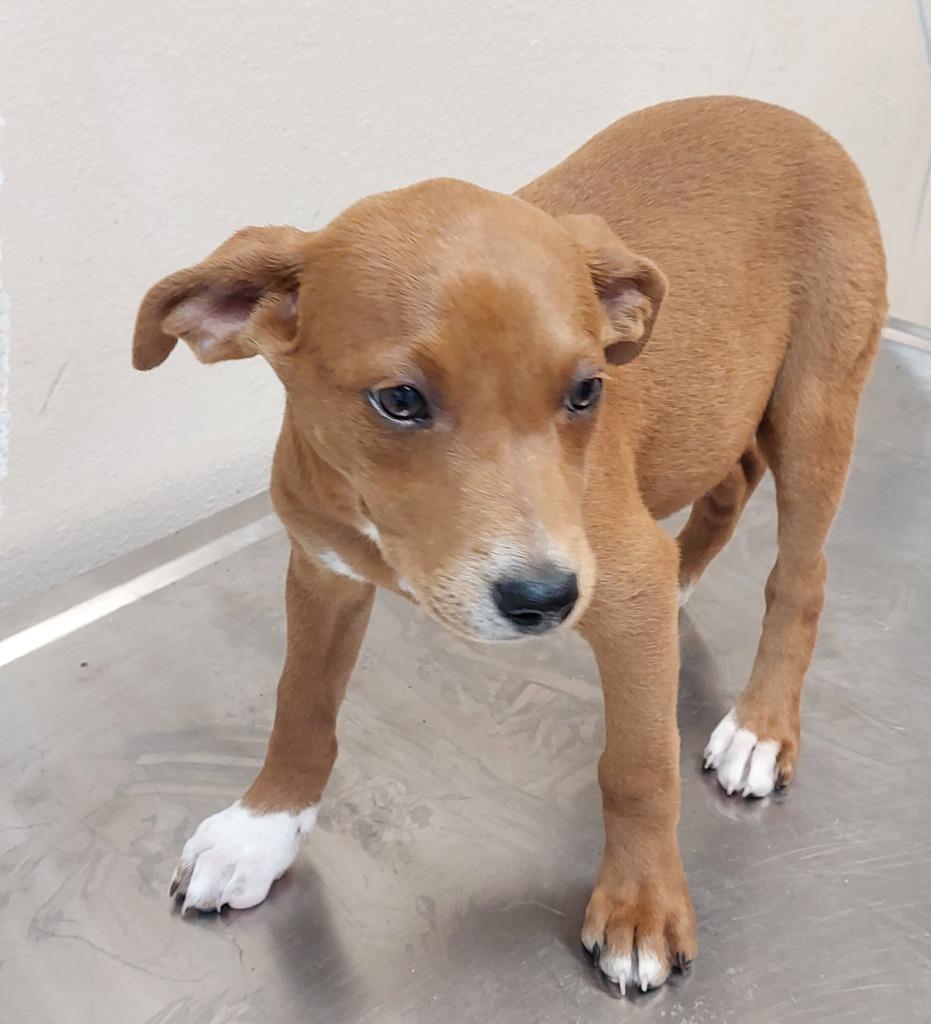 Border Collie Puppy 1(Helly), Adoptable, Puppy Female Terrier.