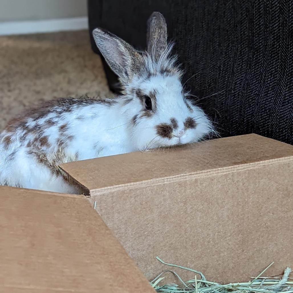 Binx, Adoptable, Adult Male Harlequin & Dutch.