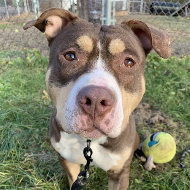 MASON, Adoptable, Adult Male Pit Bull Terrier & Mixed Breed.
