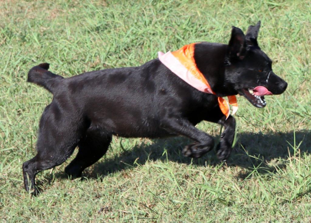 Autumn, Adoptable, Young Female Mixed Breed.