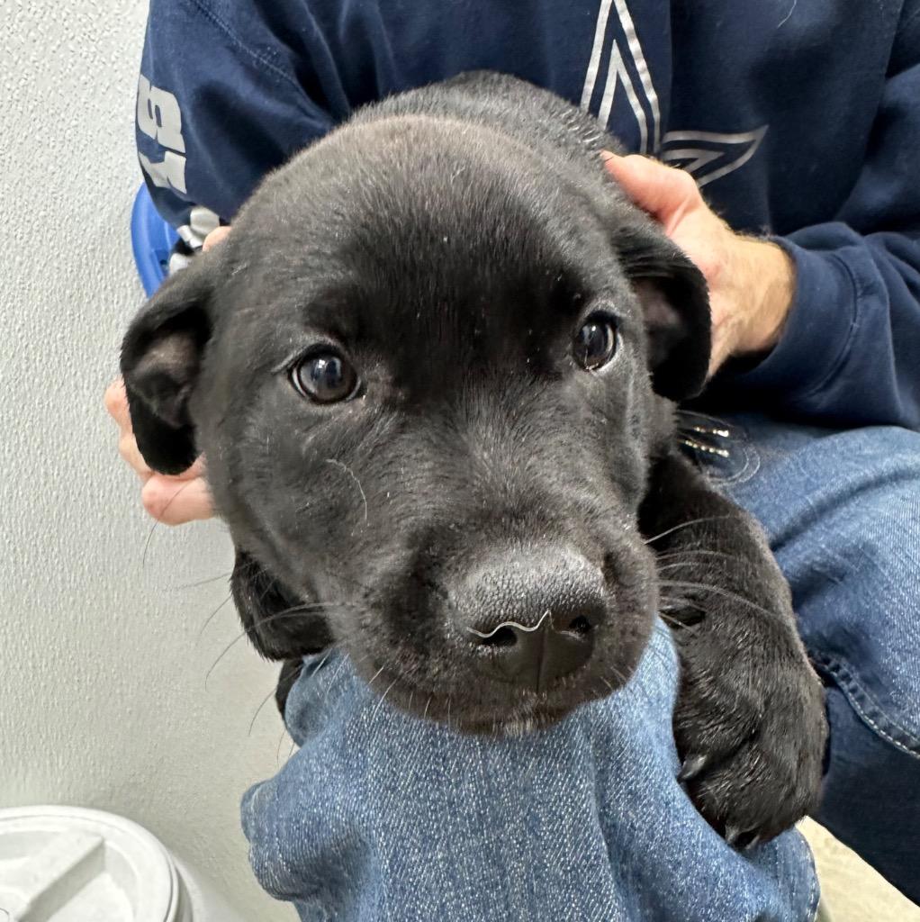 Autumn, a Adoptable Mixed Breed in Jonesboro, AR image 1/4