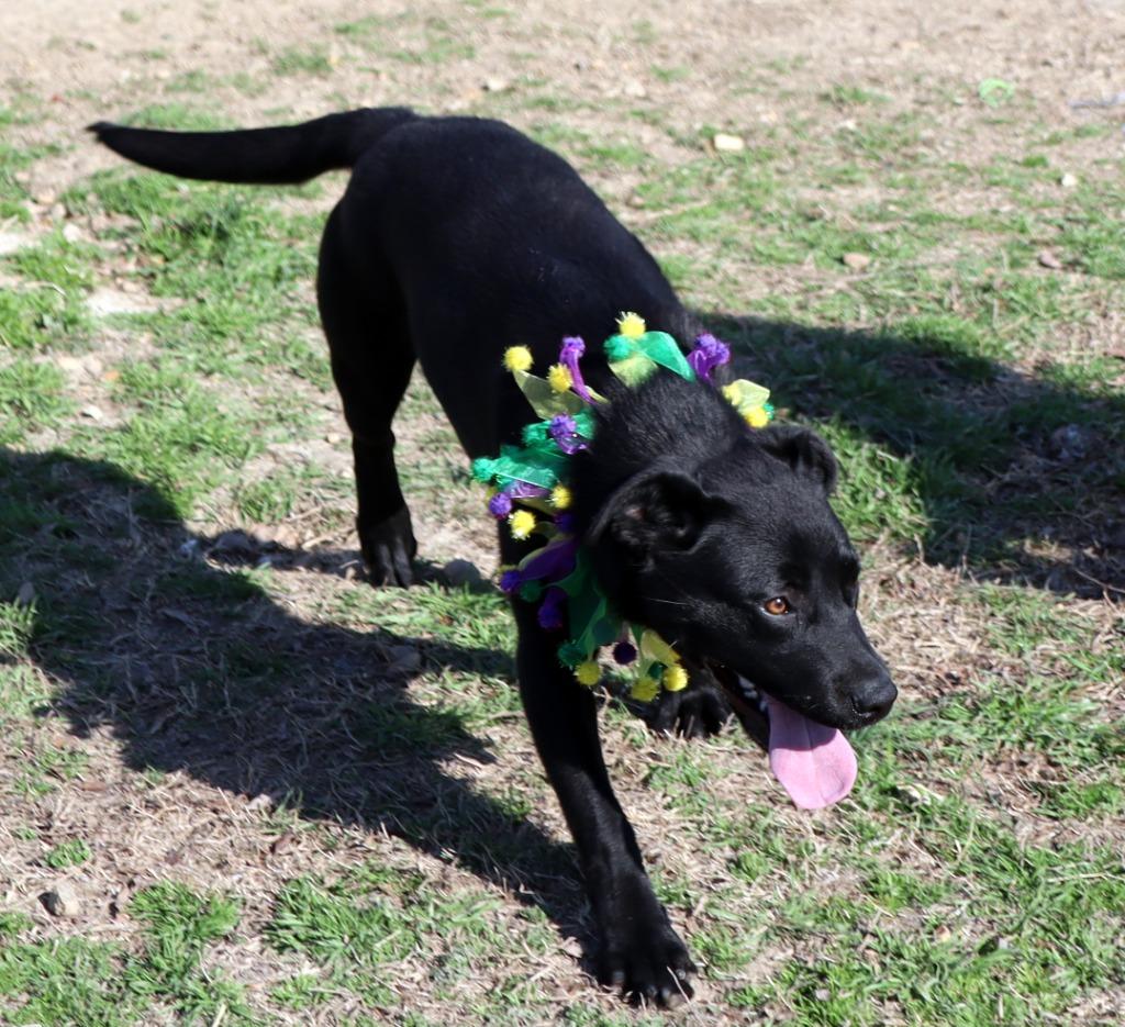 Autumn, Adoptable, Puppy Female Mixed Breed.