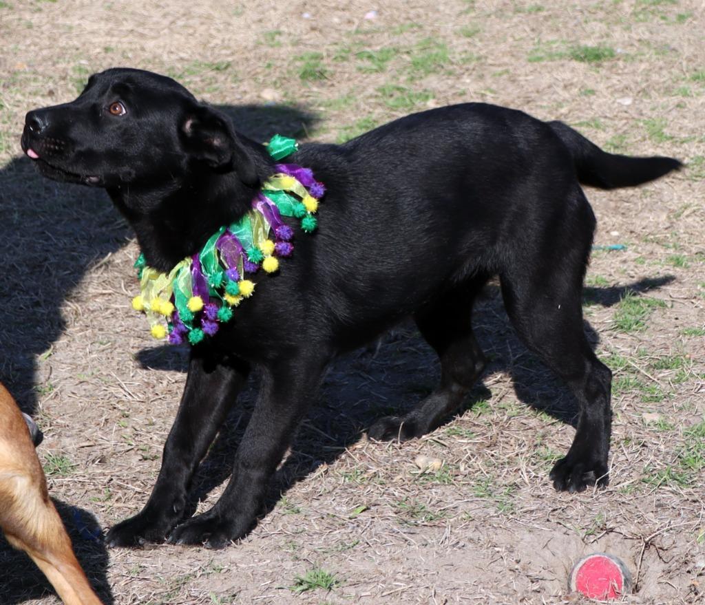 Autumn, a Adoptable Mixed Breed in Jonesboro, AR image 2/4
